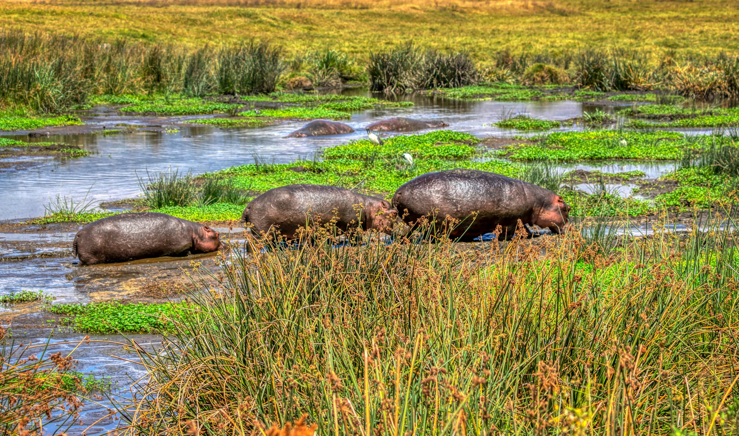 Serengeti National park